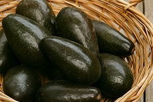 Aguacate Criollo
